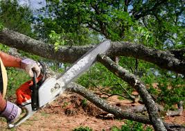 Best Tree and Shrub Care  in Sheboygan Falls, WI