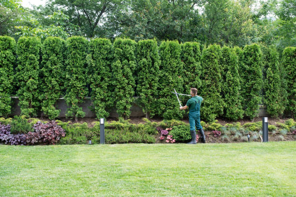 Best Emergency Tree Removal  in Sheboygan Falls, WI