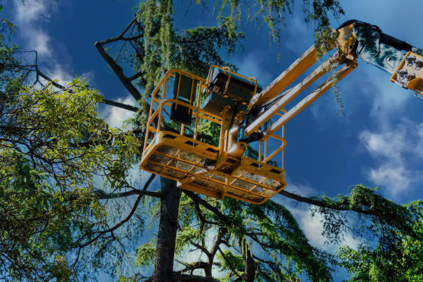 How Our Tree Care Process Works  in  Sheboygan Falls, WI