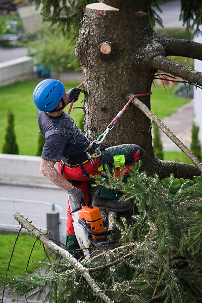 Best Landscape Design and Installation  in Sheboygan Falls, WI