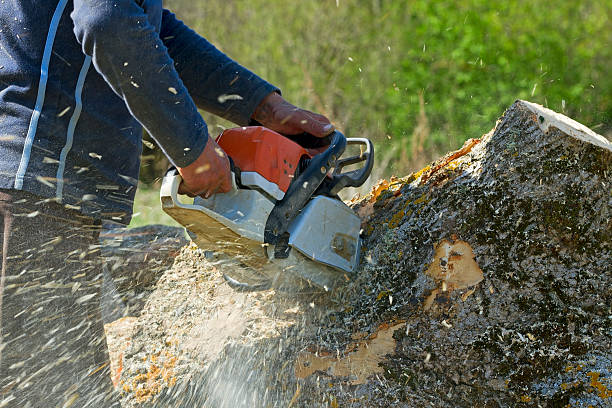 Best Lawn Irrigation Installation and Maintenance  in Sheboygan Falls, WI
